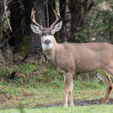 Black-tailed Deer