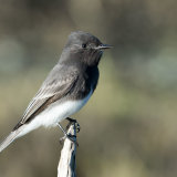 Black Phoebe on favorite perch