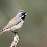Black Throated Sparrow