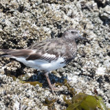 Black Turnstone camouflaged against rocks