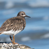 Black Turnstone on encrusted rock