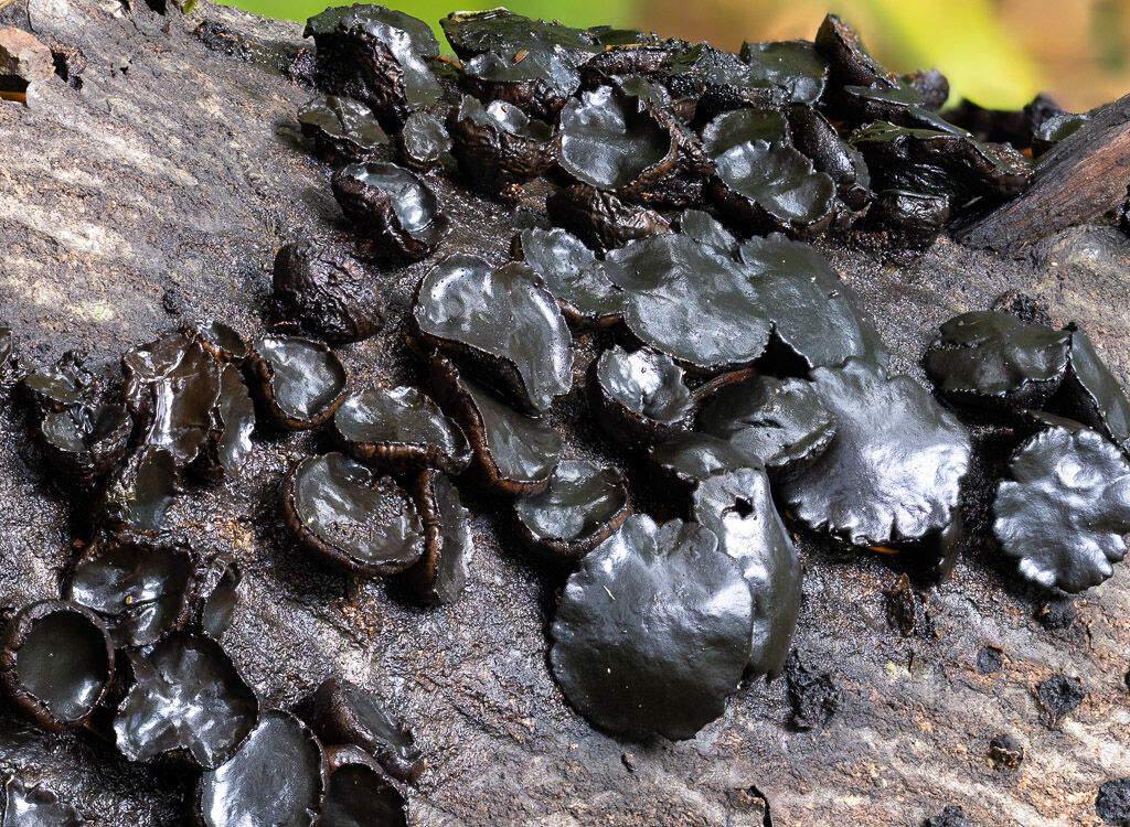 Black Witches Butter fungus