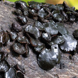 Black Witches Butter fungus