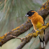 Black headed Grosbeak