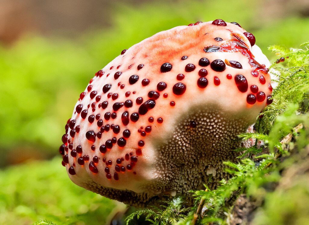 Bleeding-tooth Fungus with guttation
