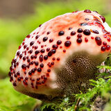 Bleeding-tooth Fungus with guttation