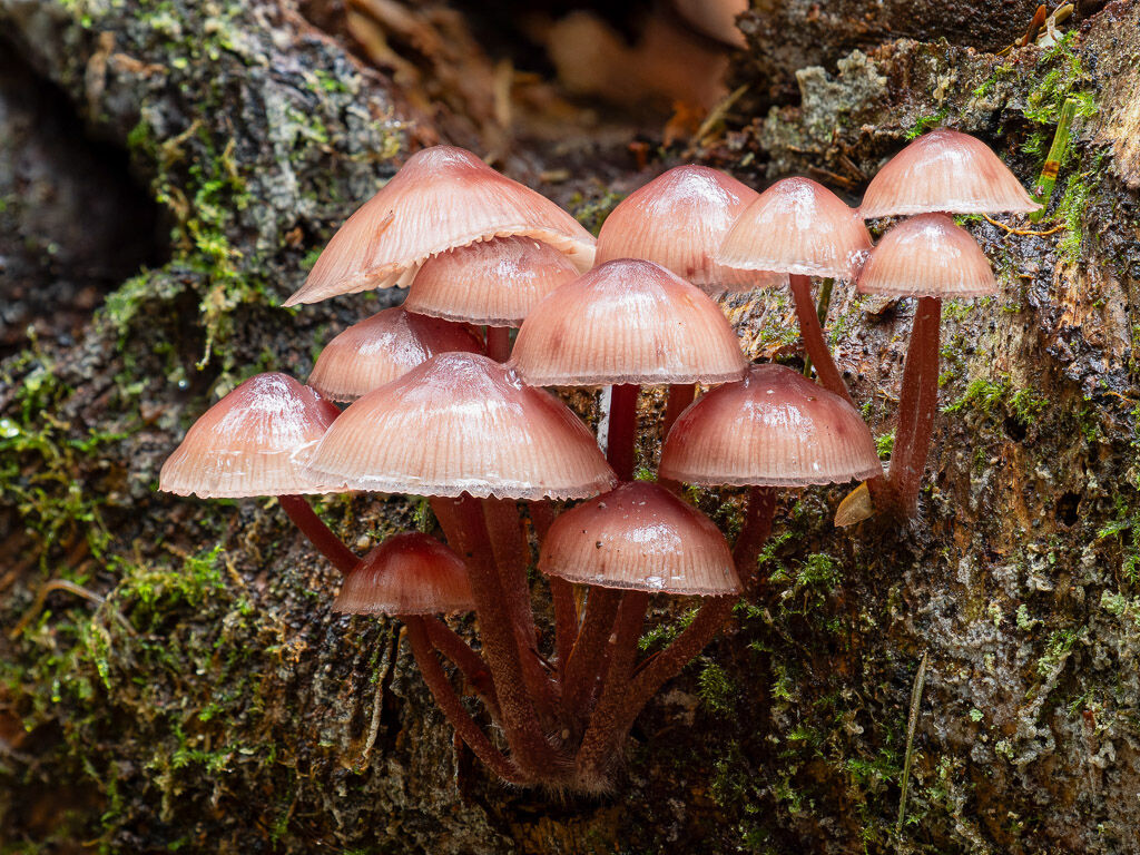 Bleeding Fairy Helmet fungus