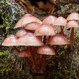 Bleeding Fairy Helmet fungus