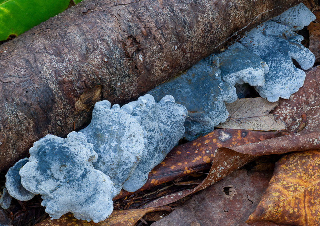 Blue cheese Polypore