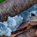 Blue cheese Polypore