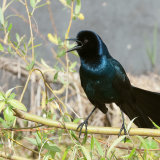 Boat-tailed Grackle calling