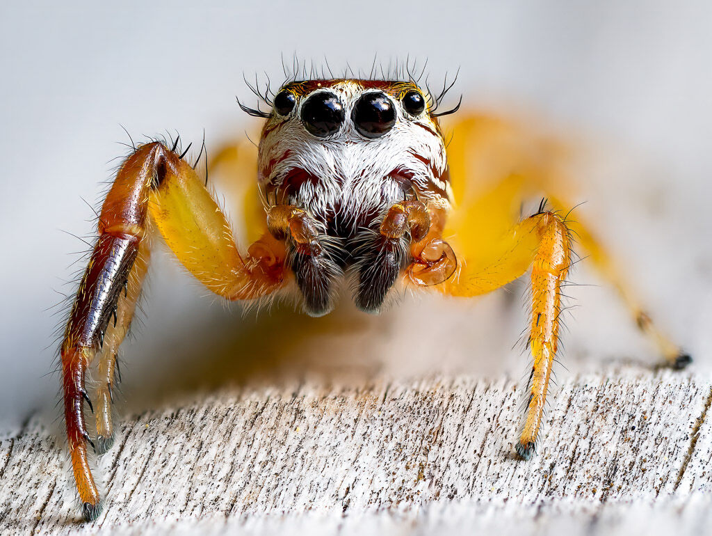 Bold Jumping spider