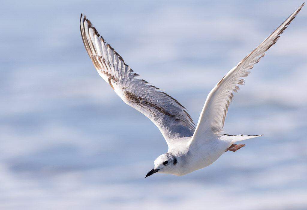 Bonapartes Gull in flight
