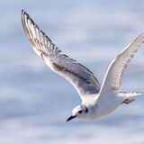Bonapartes Gull in flight