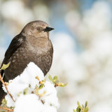 Brewer's Blackbird in snow