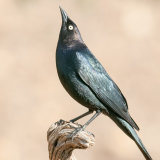 Brewer's Blackbird male displaying