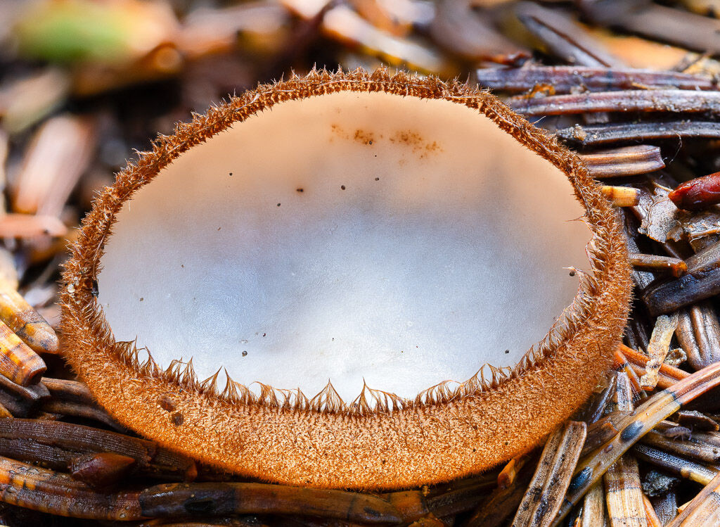 Brown-haired white cup fungus