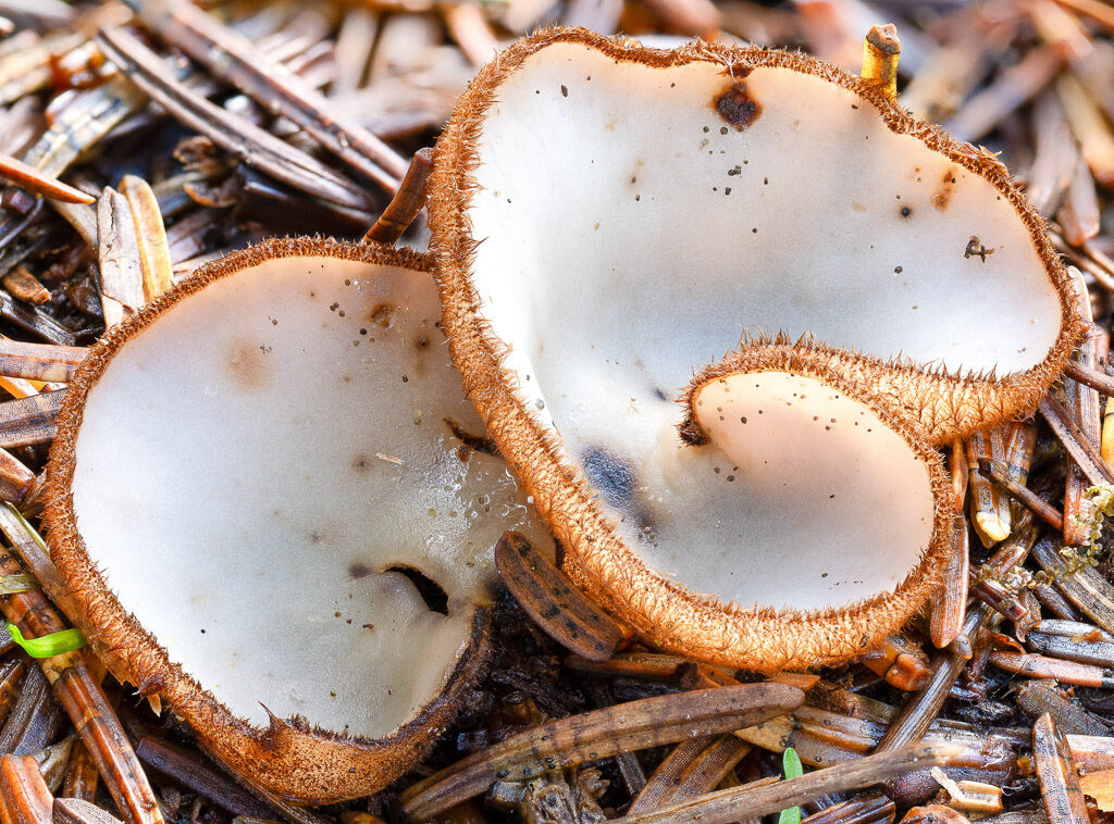 Brown-haired white cup fungus 2