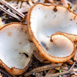 Brown-haired white cup fungus 2