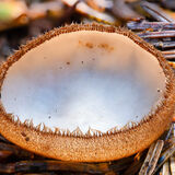 Brown-haired white cup fungus