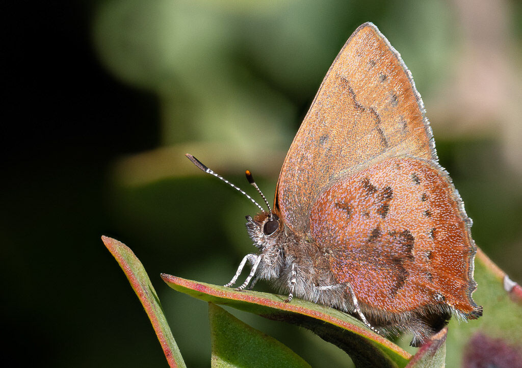 Brown Elfin Butterfly