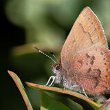 Brown Elfin Butterfly