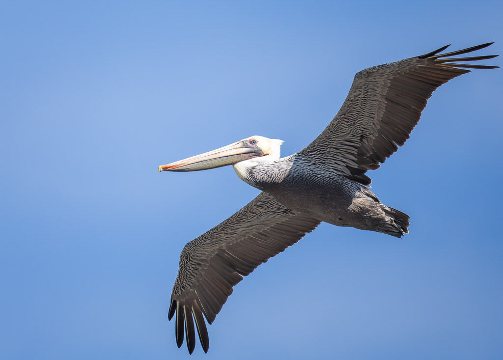Brown Pelican in flight
