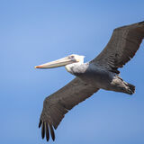 Brown Pelican in flight
