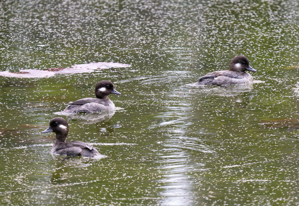 Bufflehead female Diamond Lake 3 stacked 4 images