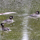 Bufflehead female Diamond Lake 3 stacked 4 images
