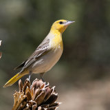 Bullocks Oriole female