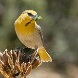 Bullocks Oriole juvenile