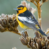 Bullocks Oriole male in spent agave