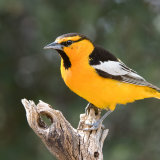 Bullocks Oriole male