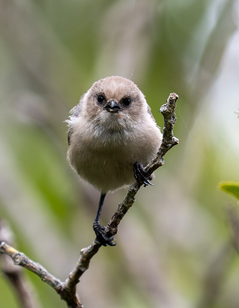 Bush-tit