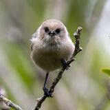 Bush-tit