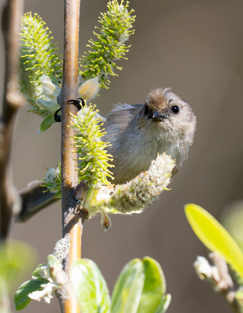 Bushtit on Willow