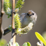 Bushtit on Willow