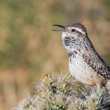 Cactus Wren calling from Cholla 2