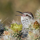 Cactus Wren calling from Cholla