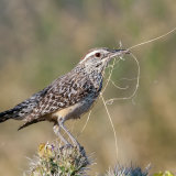 Cactus Wren with nesting material