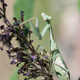 California Mantid Praying Mantis