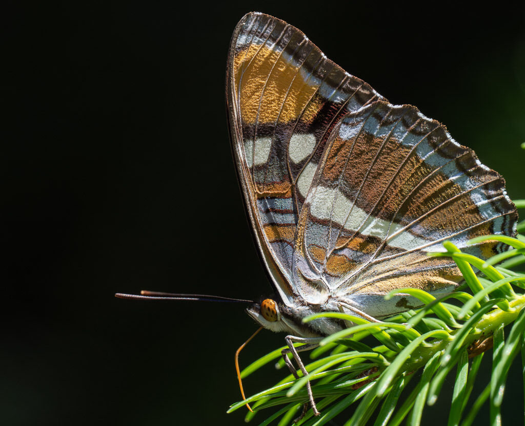 California Sister Butterfly on pine