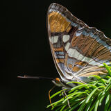 California Sister Butterfly on pine