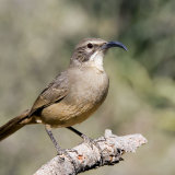 California Thrasher