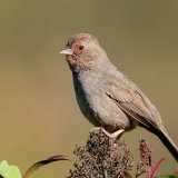 California Towee