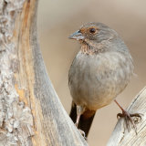 California Towhee in vee of tree