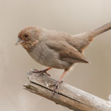 California Towhee