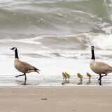 Canada Goose-with chicks
