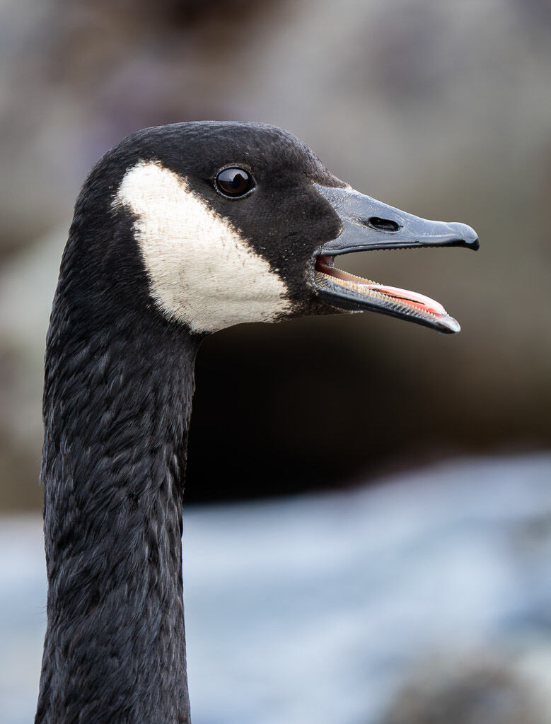 Canada Goose calling - Portrate